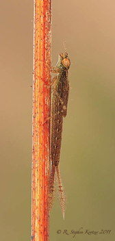 Ischnura hastata, nymph